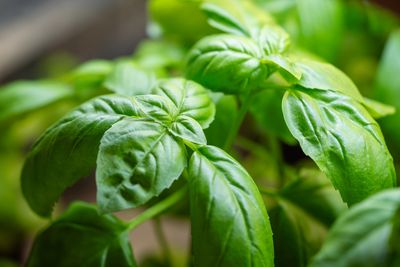 Grow This Indoors and You’ll Have Fresh Herbs All Winter