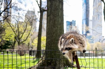 City life is reshaping raccoons – and may be nudging them toward domestication