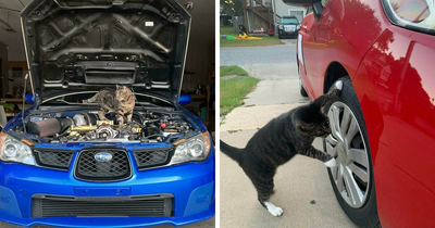 54 Confident Cats Who Accidentally Became Mechanics And Looked Way Too Proud Of It