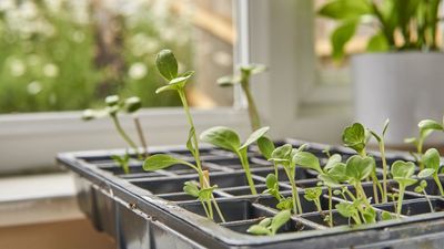 Don’t Wait Until Spring – 7 Vegetables You Can Plant in December for Year-Round Harvests