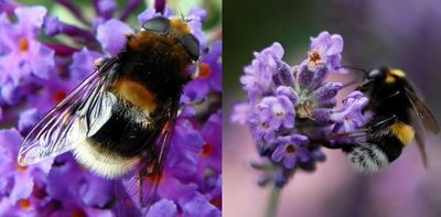 Nature’s greatest method actors: the insects that cosplay bumblebees