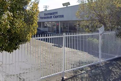 California woman arrested after malnourished poodle thrown over vet surgery fence