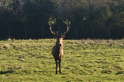 Irish police issue appeal following decapitation of stag in Co Dublin
