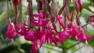 Houseplant Experts Reveal 5 Christmas Cactus Mistakes That Will Stop it from Blooming – and How to Fix Them