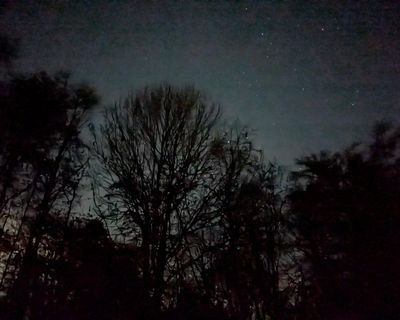 Country diary: My Black Friday? A night-time skulk in the woods