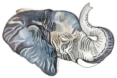 How big is an elephant’s brain and why are cacti spiky? The kids’ quiz