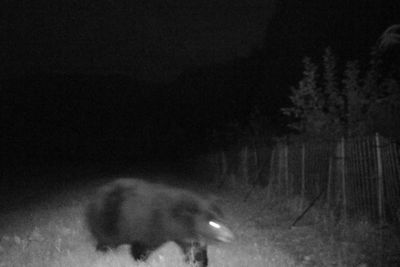 Man mauled by bear in Japan while using public toilet