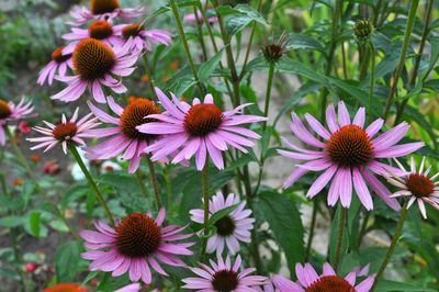How to Safely Move Perennials Before the Ground Freezes