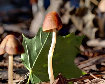 ‘Nature’s original engineers’: scientists explore the amazing potential of fungi