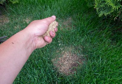 Why Overseeding Too Late Can Backfire on Your Lawn