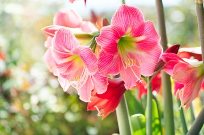 The Trick to Forcing Amaryllis and Paperwhites for Holiday Blooms