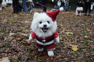 Deck the paws: Dozens of dogs don Christmas jumpers for parade