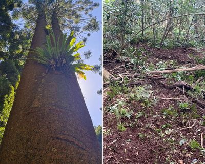 Rainforests, rivers and sacred sites are being ‘ripped to shreds’ by feral pigs, Queensland traditional owners warn