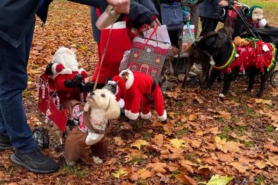 Hundreds of rescue dogs take part in Christmas jumper parade