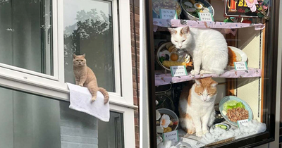 50 Times People Spotted Kitties Sitting At The Window And Just Had To Take A Pic (New Pics)