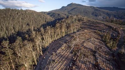 Dirty deal the death knell for forestry industry: Ley