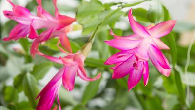 The Secret to Long-Lasting Christmas Cactus Blooms Lies in Its Soil – Discover the Best Mix to Use and the Devastating Consequences of Choosing the Wrong Type