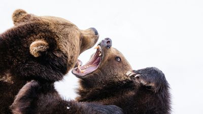 Man Survives Bear Mauling in Japanese Toilet — Officials Urge Caution Outdoors