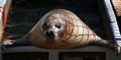 Are harp seals responsible for the stalled recovery of Atlantic cod?