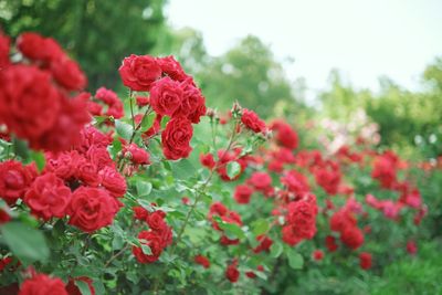 Add These Shrubs for Color and Texture When Everything Else Dies