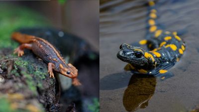 What's the difference between a newt and a salamander?