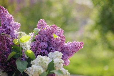 Force Spring Blooms Outdoors by Using This Simple Cover Method