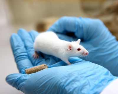 Why we have to continue with animal testing for medical research