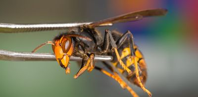 NZ now has a narrow window to stop the Asian yellow-legged hornet – here’s how everyone can help
