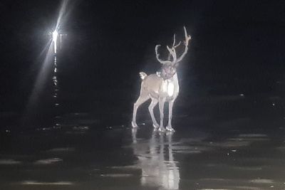 Runaway reindeer sparks huge emergency operation to 'save Christmas'