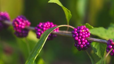 It Might Not Seem Like it, but Winter is a Perfect Time to Expand Your Collection of Native Shrubs – Here Are 7 Plants to Propagate in December