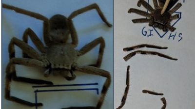 Clues unveiled in hunt for school bomb extortionist