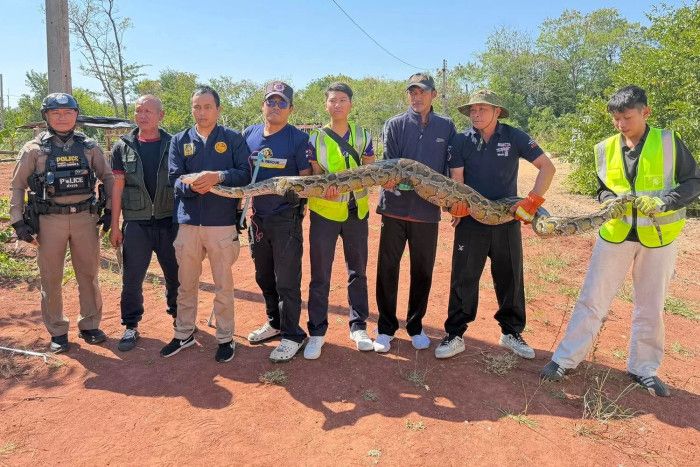 Python Swallowing Human Giant python caught after swallowing dog