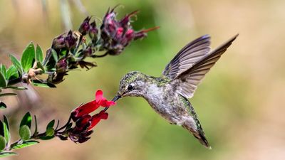 5 Beautiful Plants That Will Bring Hummingbirds to Your Yard Even in the Coldest Months