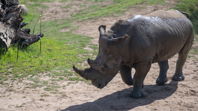 ‘You’re telling me this fence is supposed to hold that?’: A zoo visitor just blasted their ridiculously flimsy rhinoceros enclosure on TikTok
