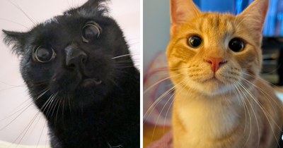 45 Super Cute Pics Of Cats Moments Before They’re About To “Attack” Their Owners