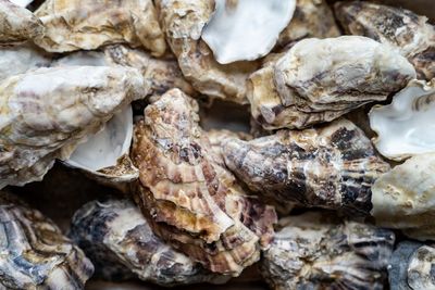 Get shucking: South Australians urged to eat oysters and donate shells for reef restoration project