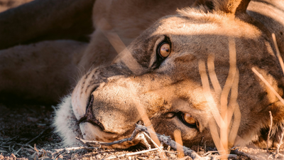 Gruesome Lion Attack Kills 19-Year-Old With Mental Health Issues After Climbing Zoo Enclosure in Brazil