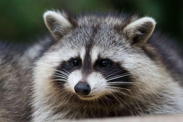 A motorist tried to save a wild raccoon by driving it to hospital – but ended up bitten and facing a rabies scare