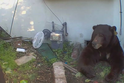 California man stunned as surveillance cameras confirm 500 pound black bear moved into his home’s crawlspace