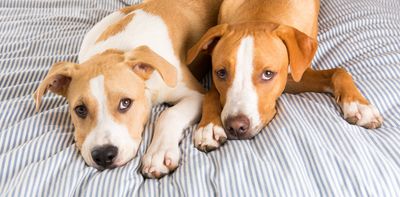 Celebrities are cloning their pets – but the procedure risks animals’ health and wellbeing