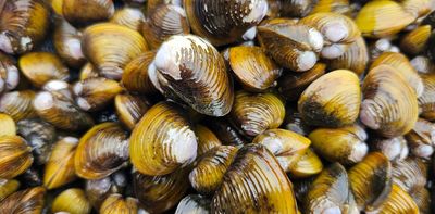 Gold clam invasion in NZ threatens drinking water for millions of people