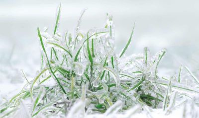 What Does the Winter Quarter Mean for the Grains Sector?