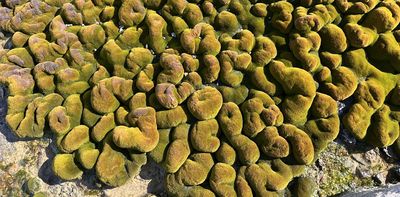 Temperatures in a patch of Antarctic moss can vary as much as an entire mountain range