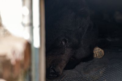 Southern California man gets an unwanted housemate: A black bear in his crawl space
