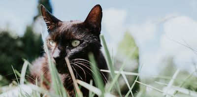 NZ is taking aim at feral cats. Are we ready for the ethical and practical implications?