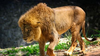 Death Ended Teen's Zoo Career Dream After Climbing Enclosure, Mauled By Lion