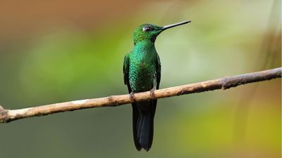 'Perfect for Hummingbird Enthusiasts’ – This $100 Feeder Camera in Walmart’s Cyber Monday Sale Is the Best I’ve Seen Yet, but the Deal is Only On Tonight