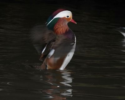 Country diary: Few do magnificence quite like the mandarin duck