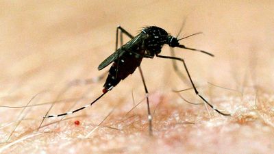 Fresh alert for potentially lethal mosquito-borne virus