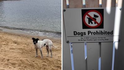 Sydney Eastern Suburbs Council Reamed By Locals After Dog Ban: ‘Disappointing’